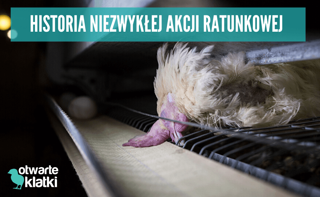 Akcja ratunkowa