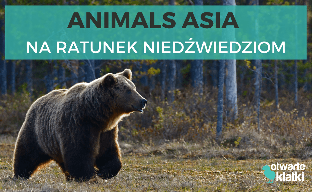 Niedźwiedź