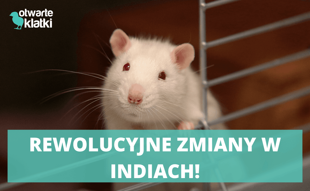 Kosmetyki testowane na zwierzętach