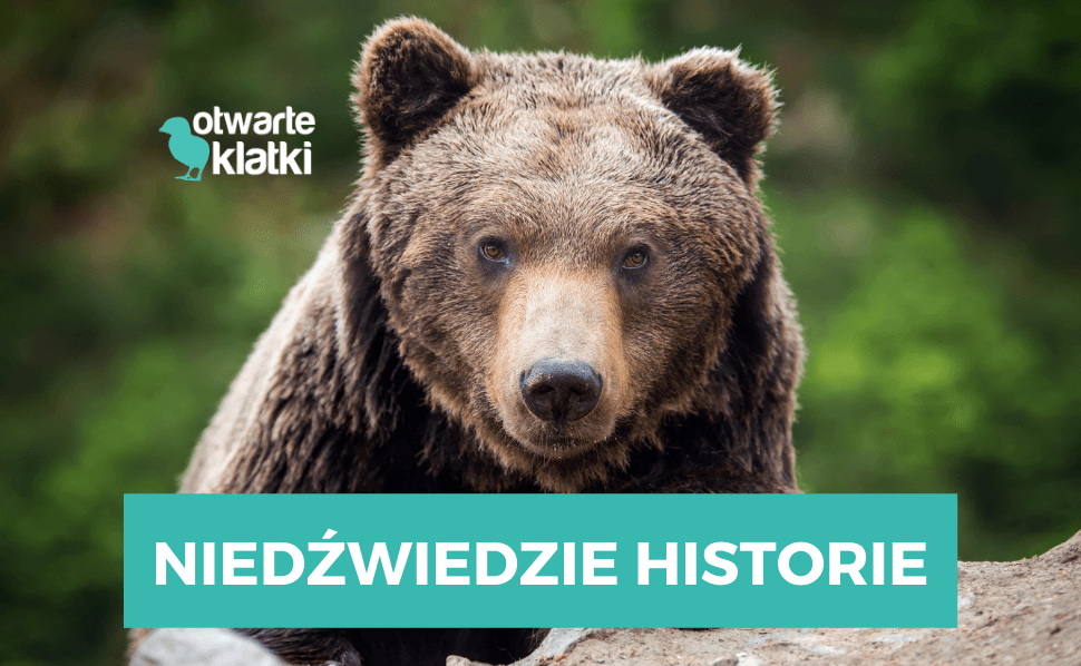 niedźwiedzie