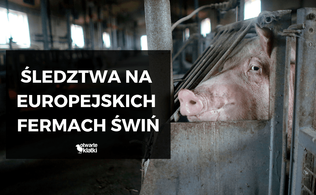 Śledztwa na europejskich fermach świń