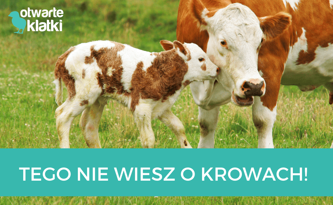 ciekawostki o krowach