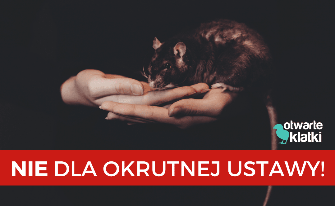 zwierzęta doświadczalne