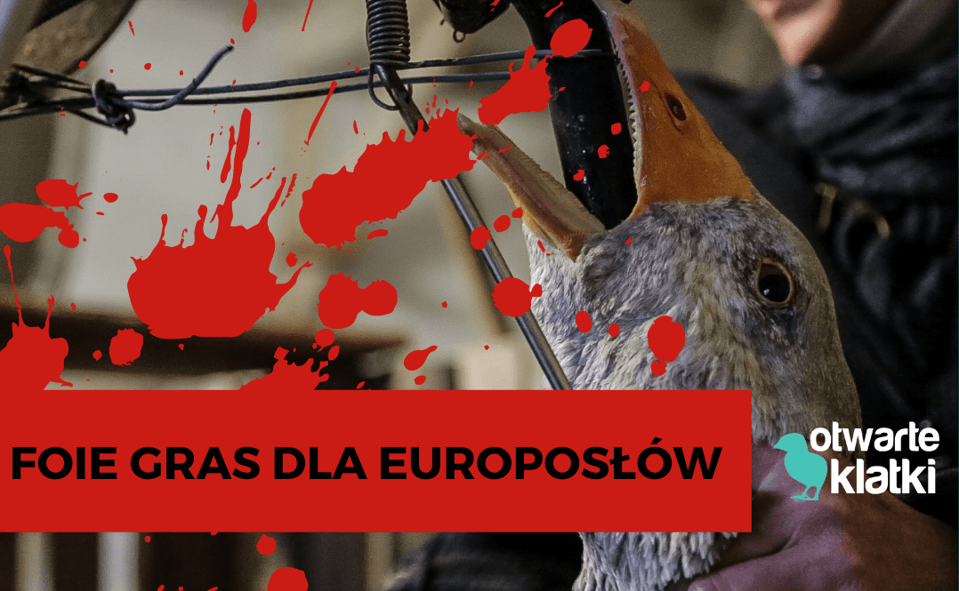 foie gras dla europosłów