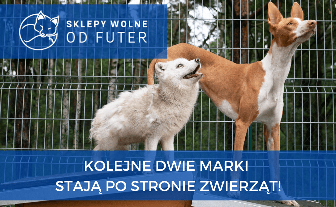 marki modowe