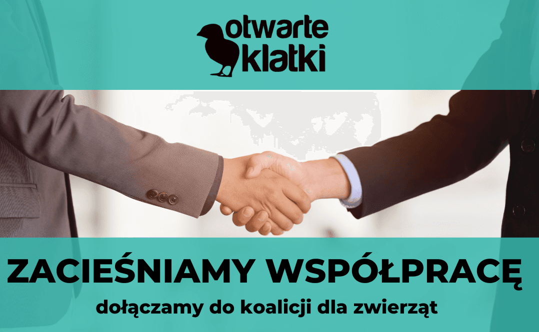 organizacje prozwierzęce