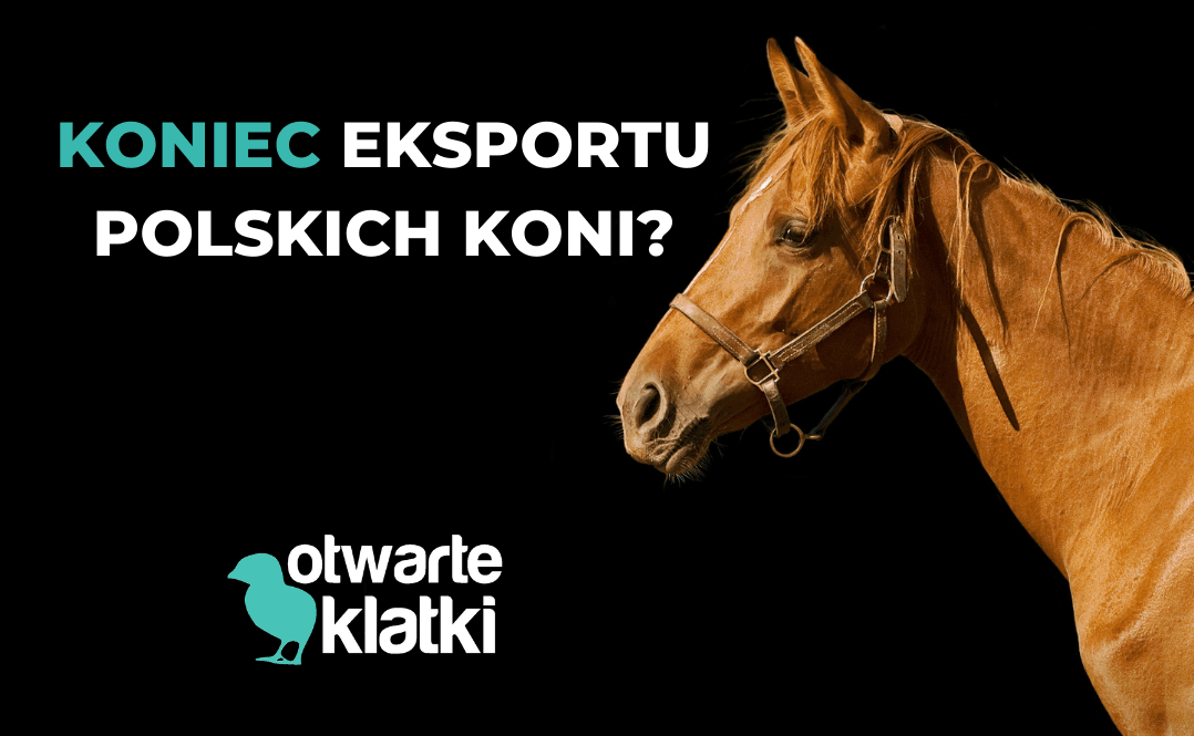 eksport polskich koni