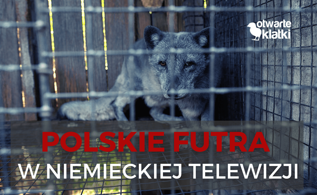 polskie futra
