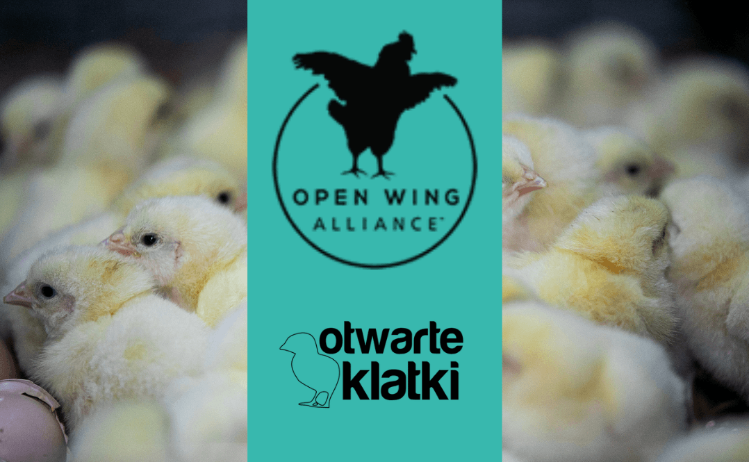 open wing alliance