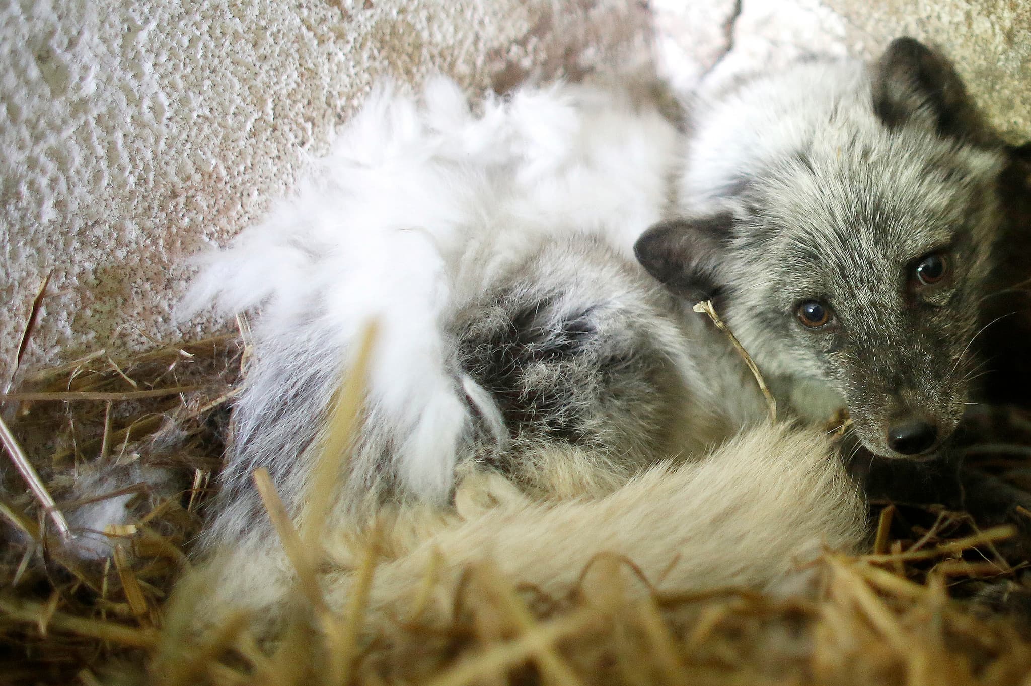 Lisy uratowane z fermy