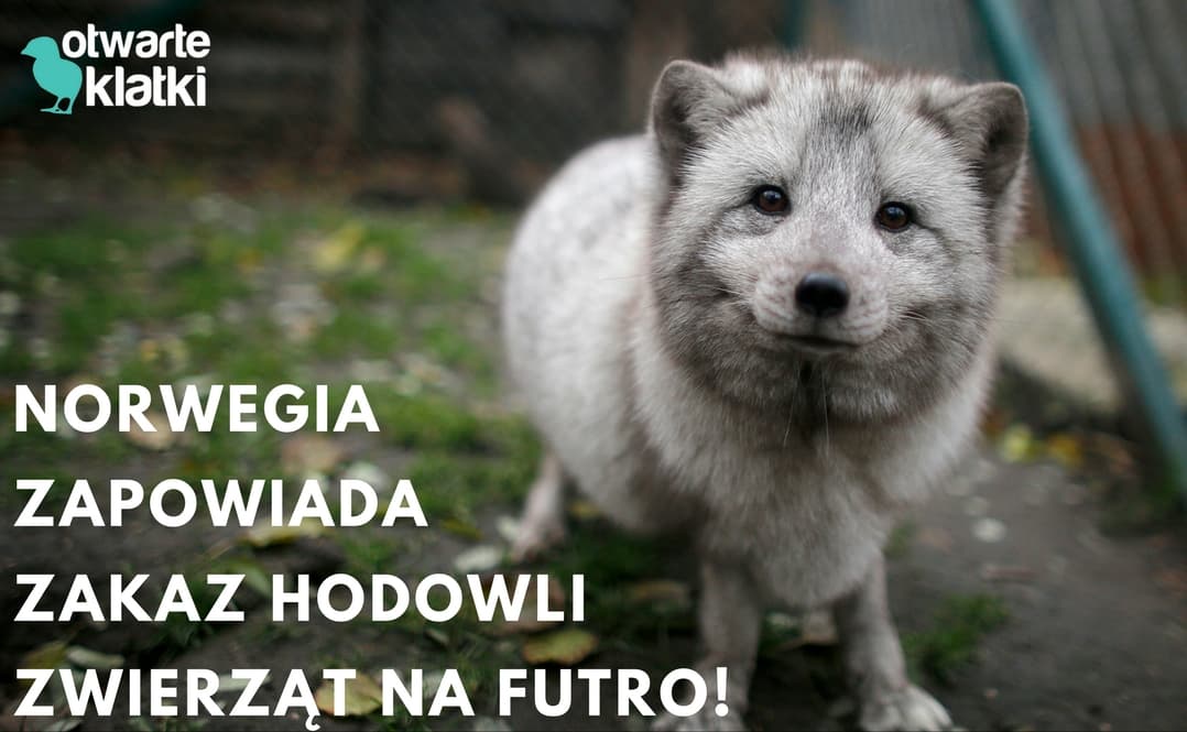 Norwegia zapowiada zakaz hodowli zwierząt na futro