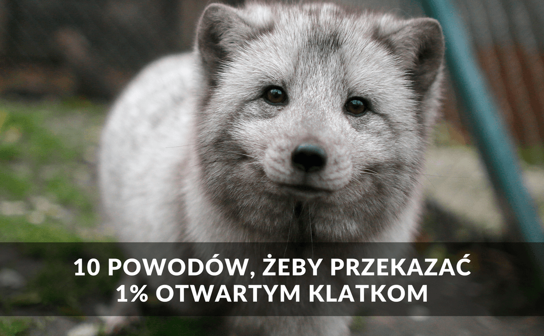 1% na pomoc zwierzętom