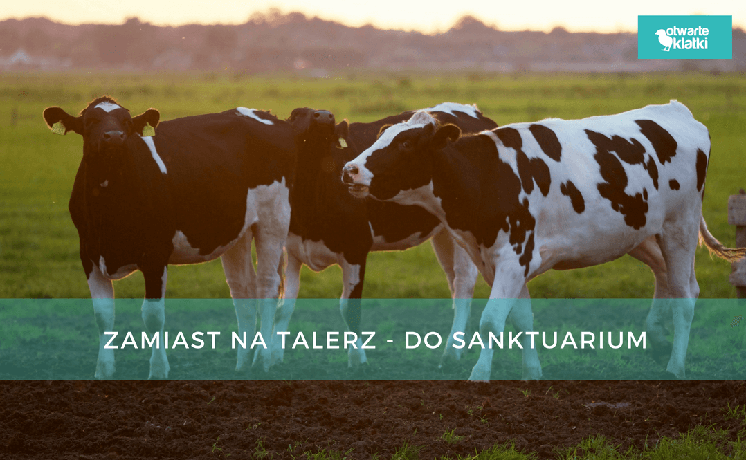 Farmer oddał krowy do sanktuarium