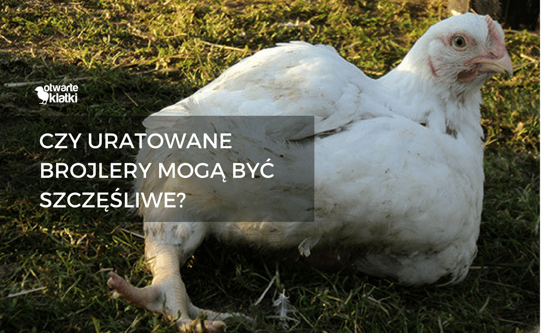 kury brojlery