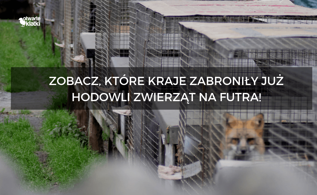 kraje zabroniły już hodowli zwierząt na futra