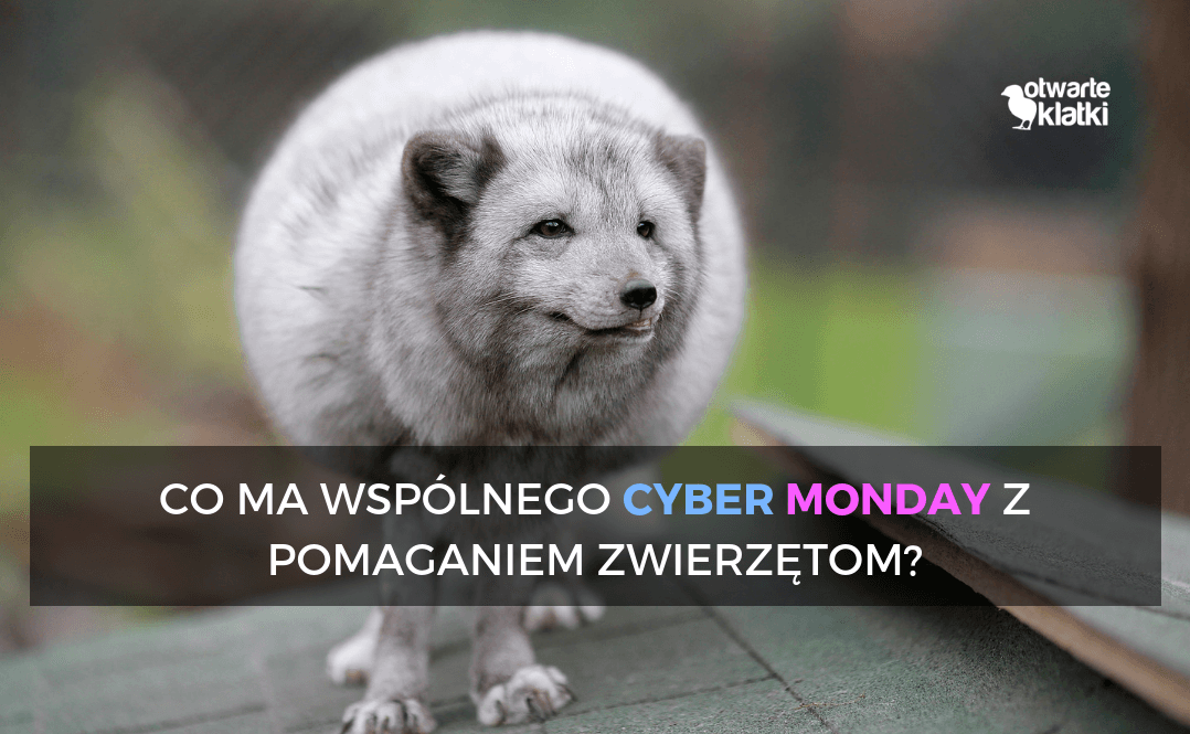 Cyber Monday dla zwierząt