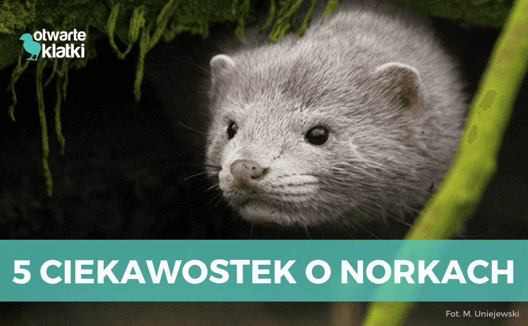 Norka amerykańska