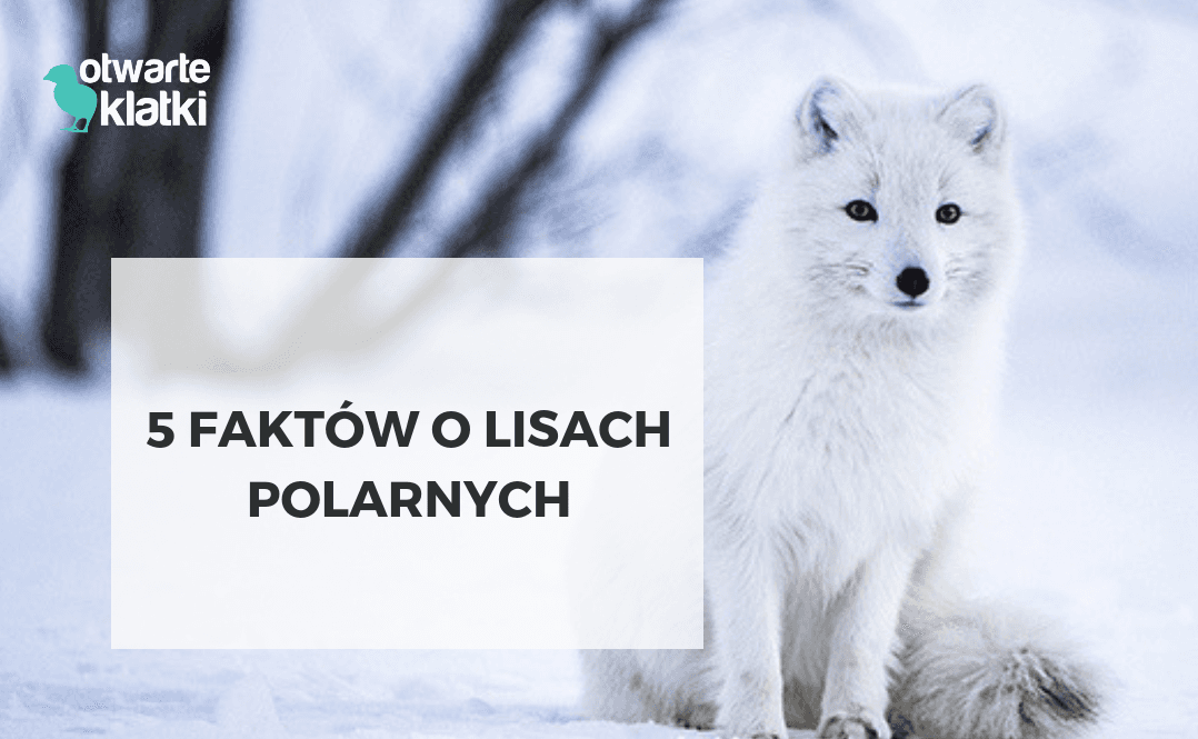 5 faktów o lisach polarnych