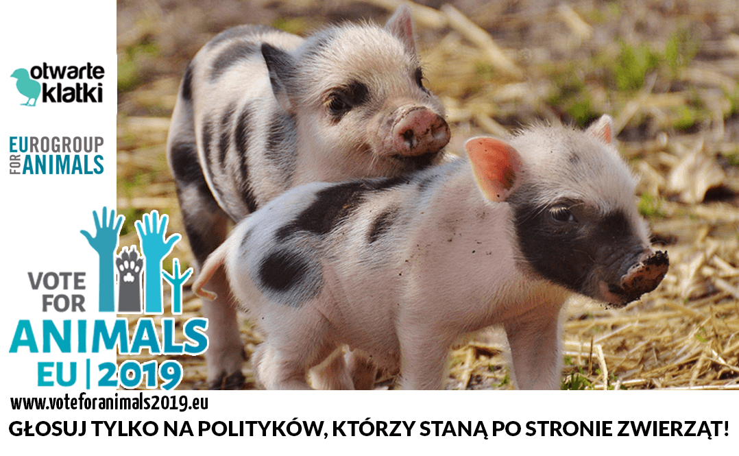 kandydaci do Parlamentu Europejskiego