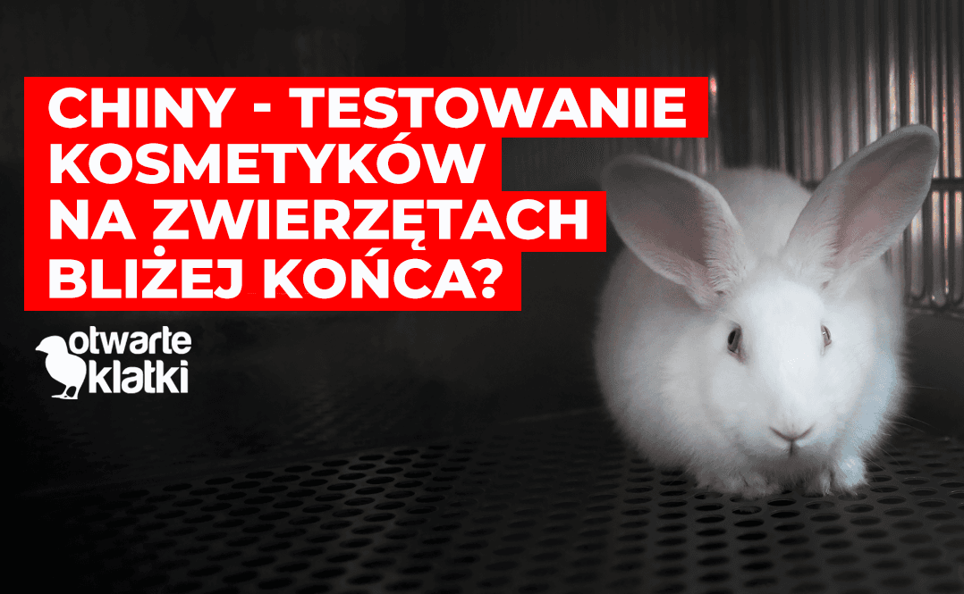 testowanie kosmetyków na zwierzętach