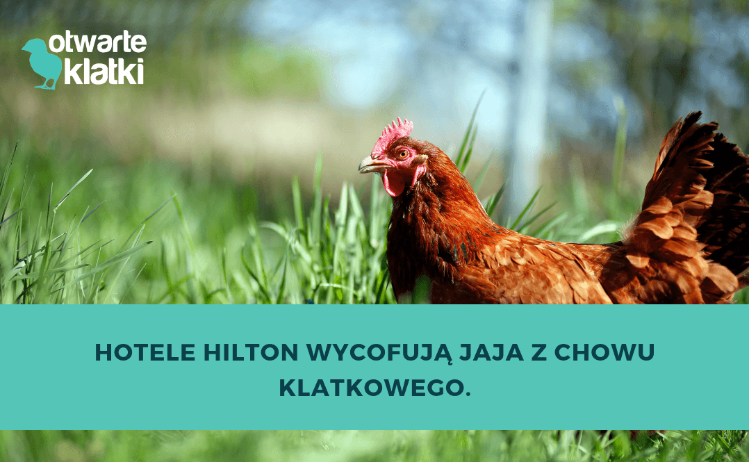 Hilton rezygnuje z jaj z chowu klatkowego.