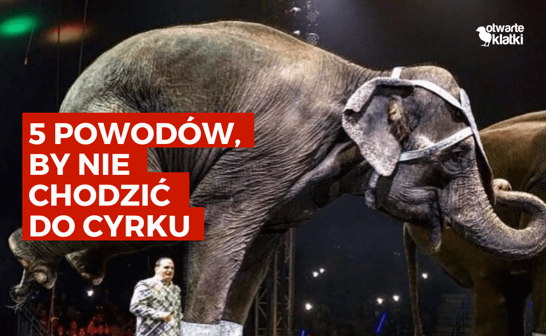 5 powodów by nie chodzić do cyrku