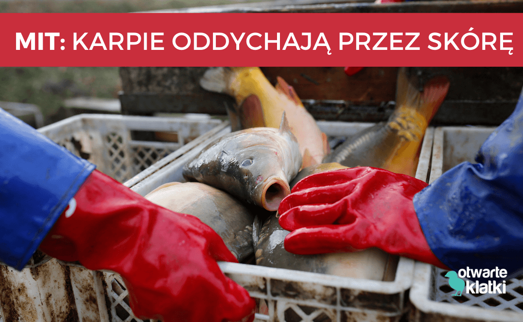 karpie oddychają przez skórę