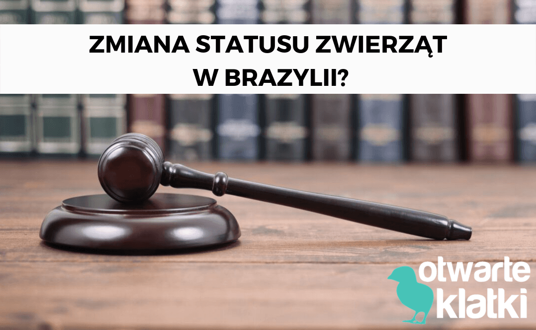 zwierzęta istoty czujące