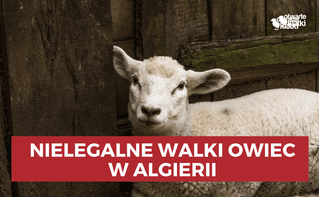 nielegalne walki owiec