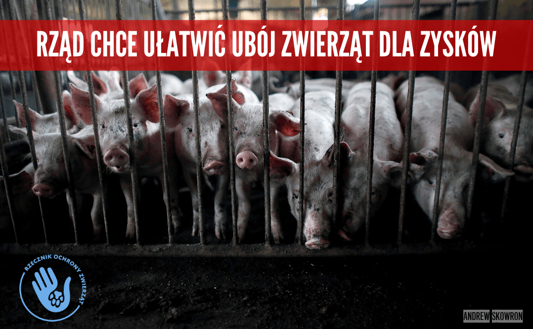 Ubój zwierząt
