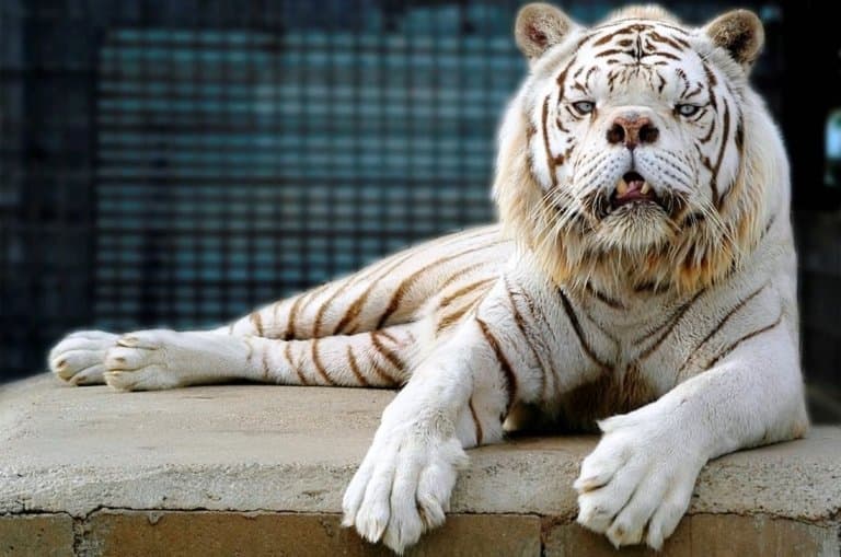 Szare |ycie biaBych lw�w i tygrys�w w ZOO Safari w Borysewie i Wojciechowie