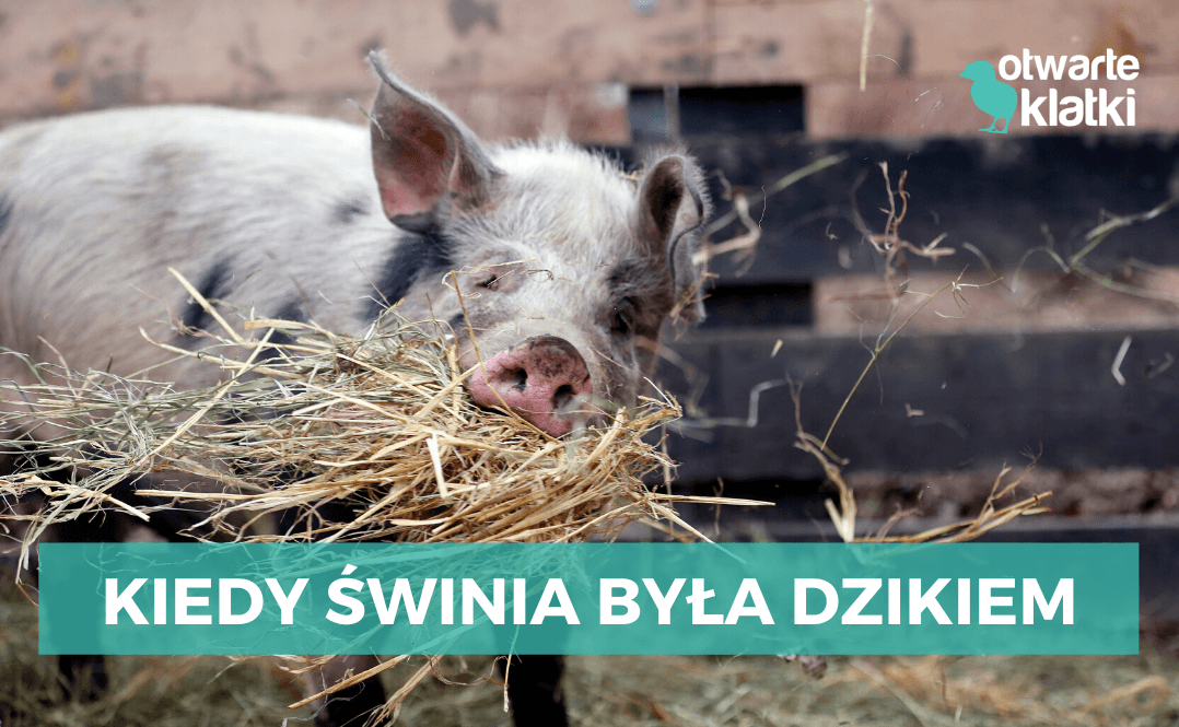 Świnia