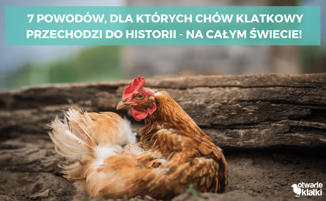 7 powodów, dla których chów klatkowy przechodzi do historii - na całym świecie!