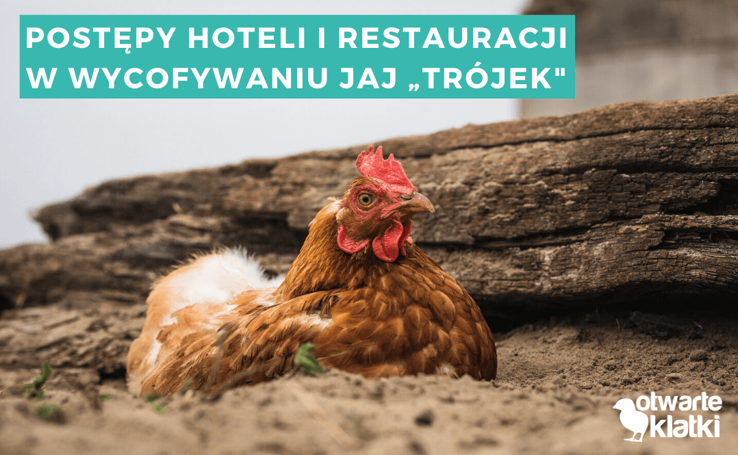 Postępy hoteli i restauracji w wycofywaniu jaj „trójek"