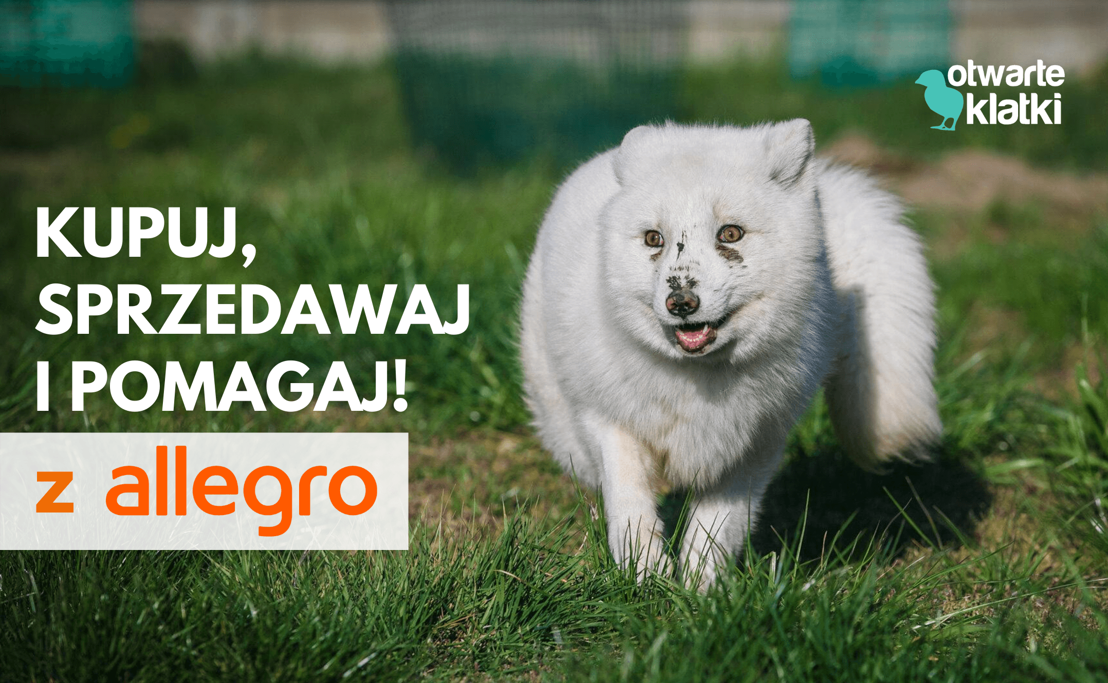 Wóz strażacki, ręcznie malowane buty czy rzeźby - sprzedając na Allegro możesz pomóc zwierzętom!
