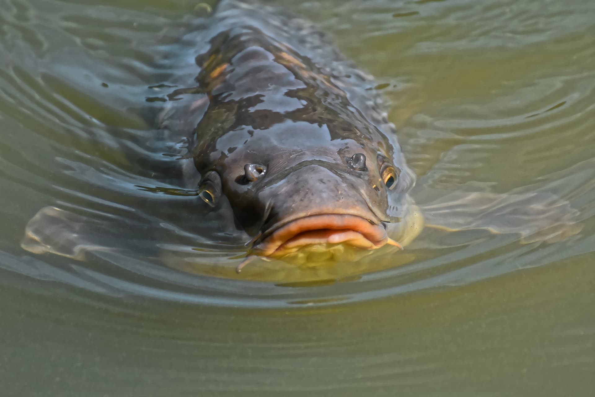 Karp