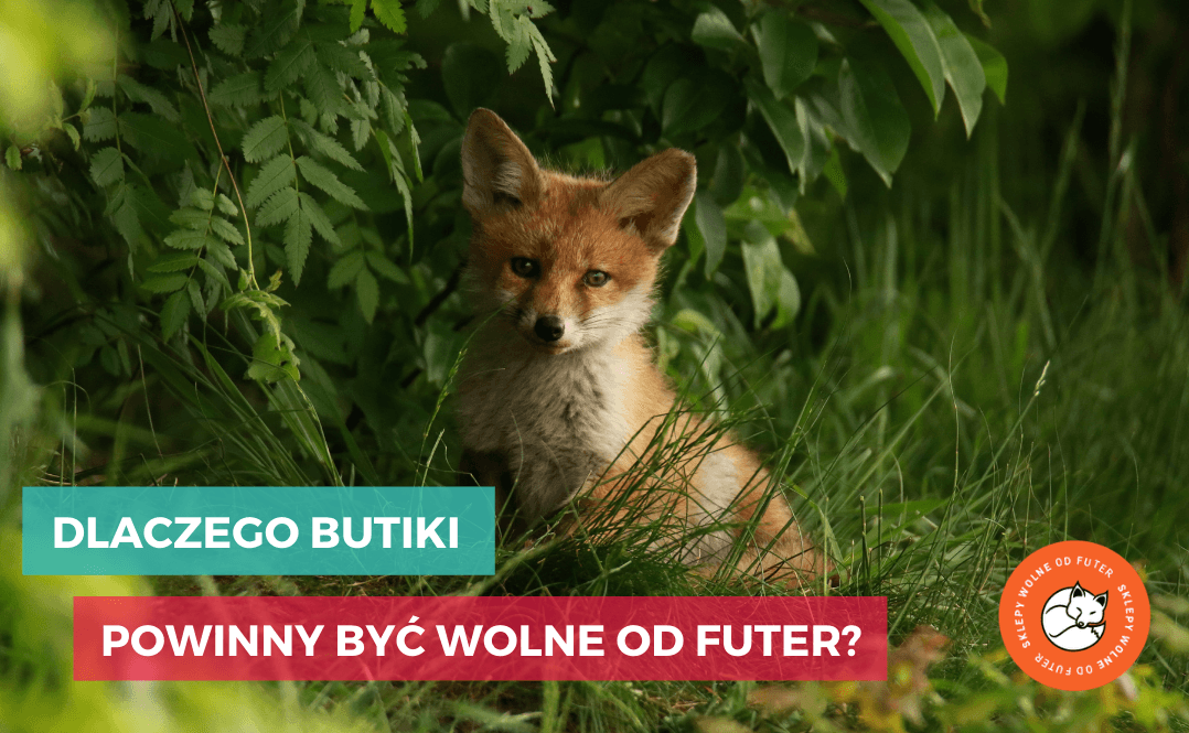 Dlaczego butiki powinny być wolne od futer?