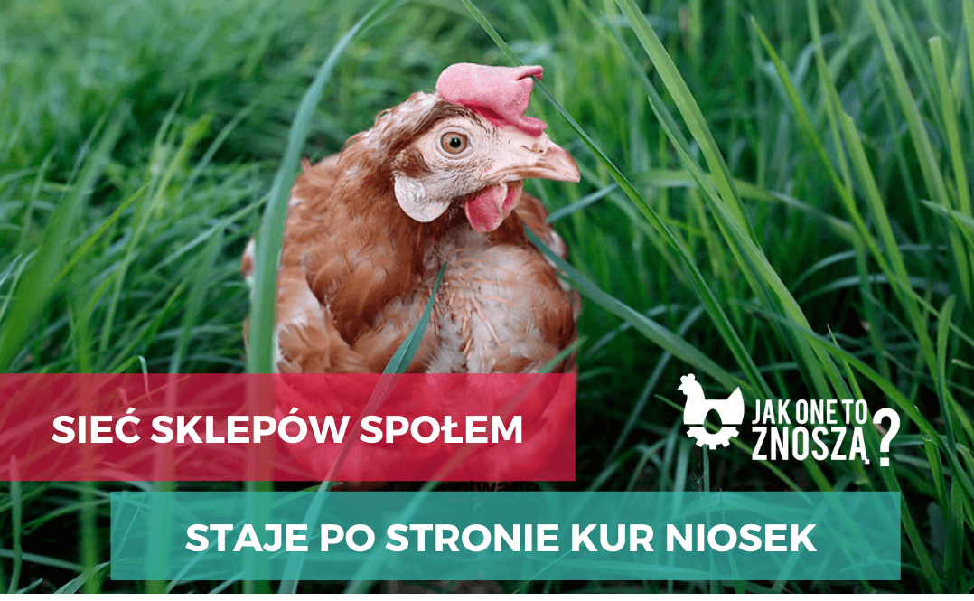 wycofanie jaj trójek