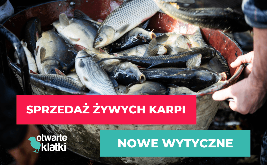 żywe karpie