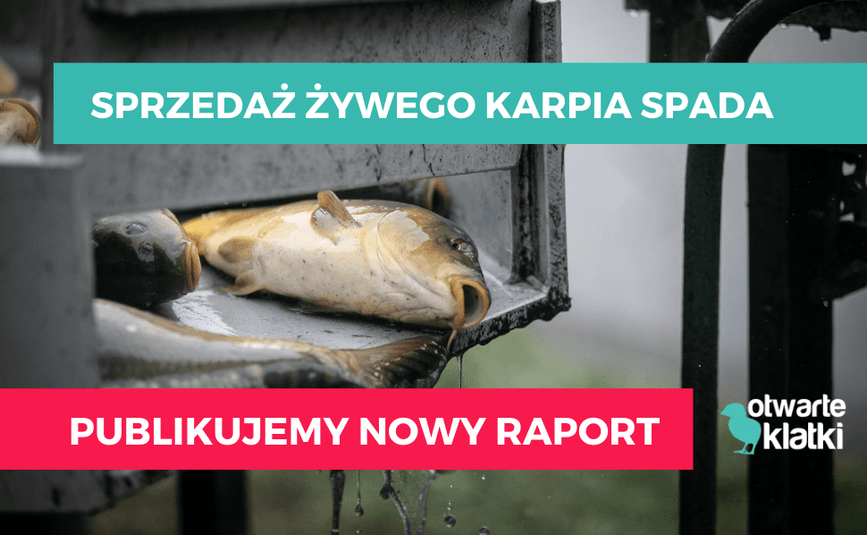 Żywy karp
