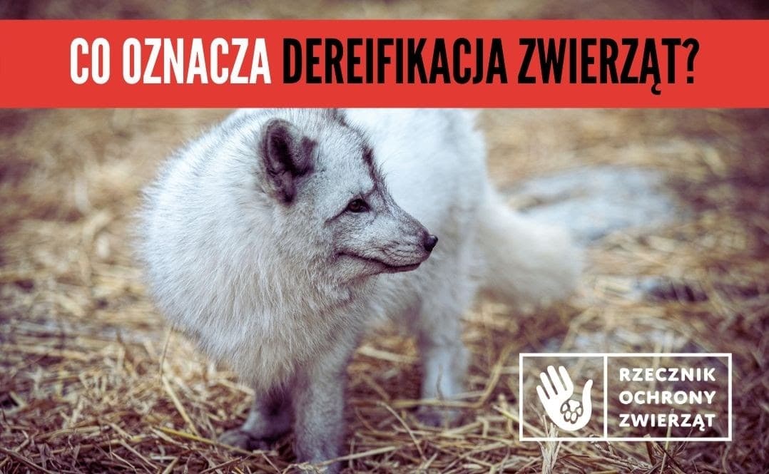 Dereifikacja