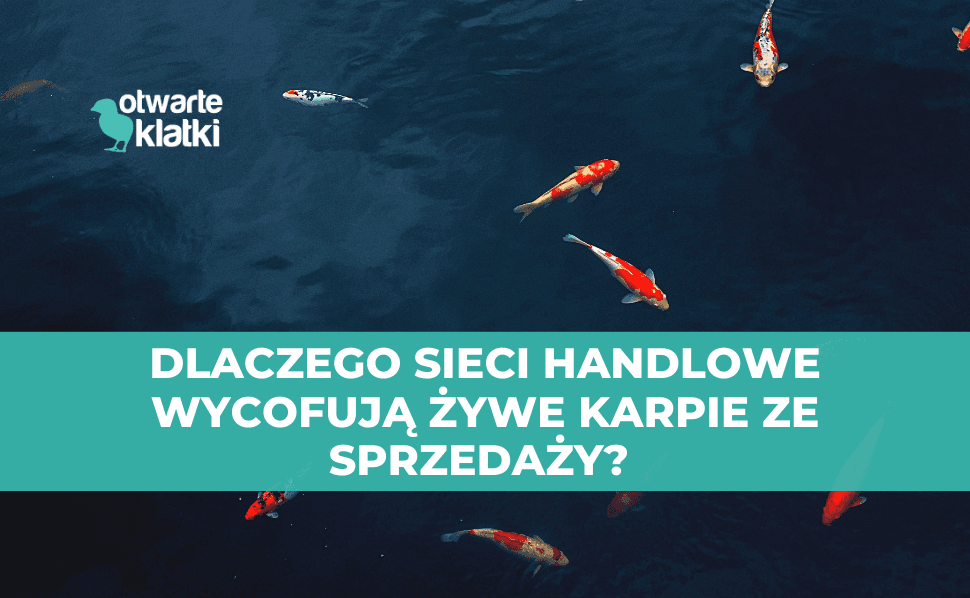 sprzedaż żywych karpi