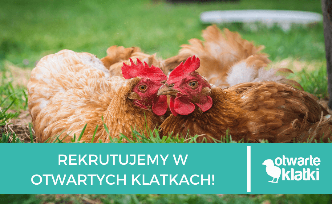 Otwarte Klatki rekrutacja