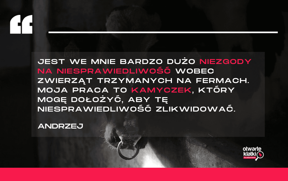 krowa na fermie