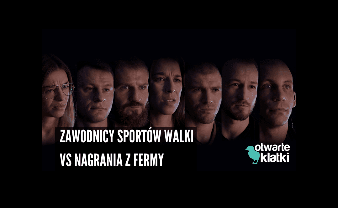 zawodnicy MMA oglądają śledztwo