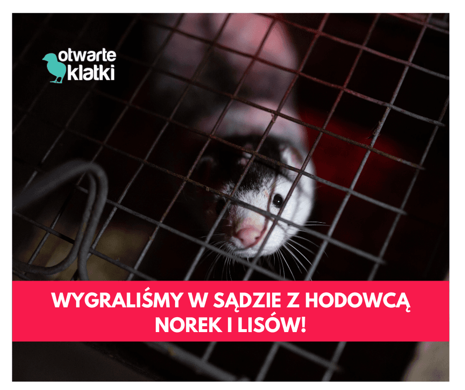 Norka w klatce