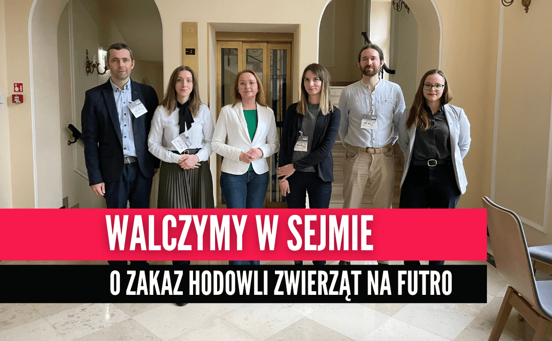 zakaz hodowli zwierząt na futra