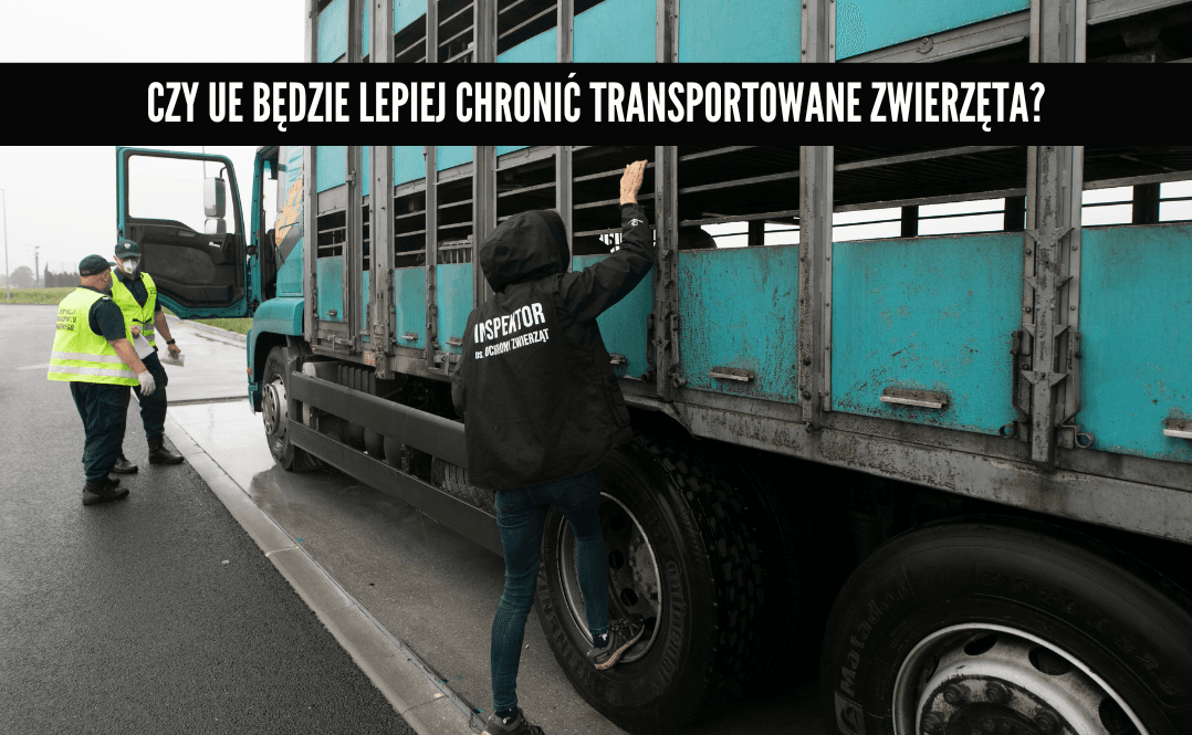 transport zwierząt ochrona ue