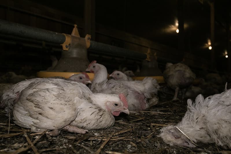 Hodowla kurcząt brojlerów. W wyniku zawarcia umowy z Mercosur dojdzie do zwiększenia importu mięsa drobiowego, wyhodowanego w niekontrolowanych warunkach.