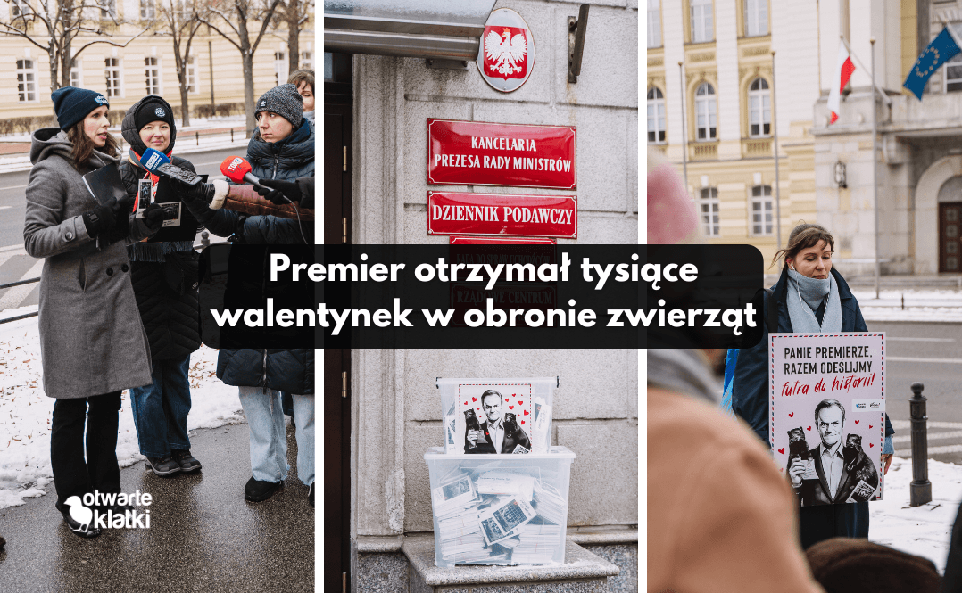 Premier otrzymał tysiące walentynek w obronie zwierząt